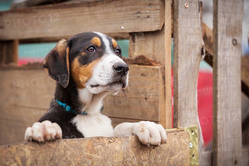 Portrait of sad dog puppy in shelter behind fence waiting to be adopted