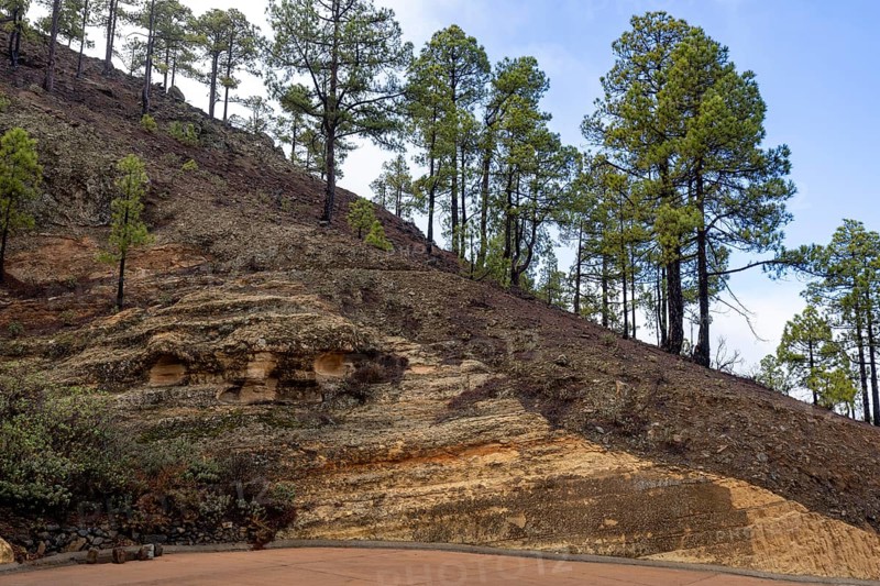 Geological outcrop, volcanic strata and grove of Canary Island pines, Mirador Degollada de la Cruz Grande, San Bartolomé de Tirajana, Gran Canaria, Canary Islands