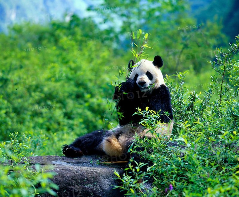 Giant Panda (Ailuropoda melanoleuca), Panda Bear