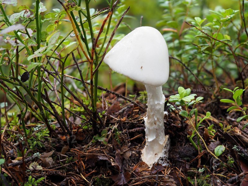 Amanita virosa, commonly known in Europe as the destroying angel, is a deadly poisonous basidiomycete fungus, one of many in the genus Amanita