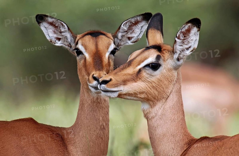 Liebevolle Impalas im Kruger Nationalpark, S