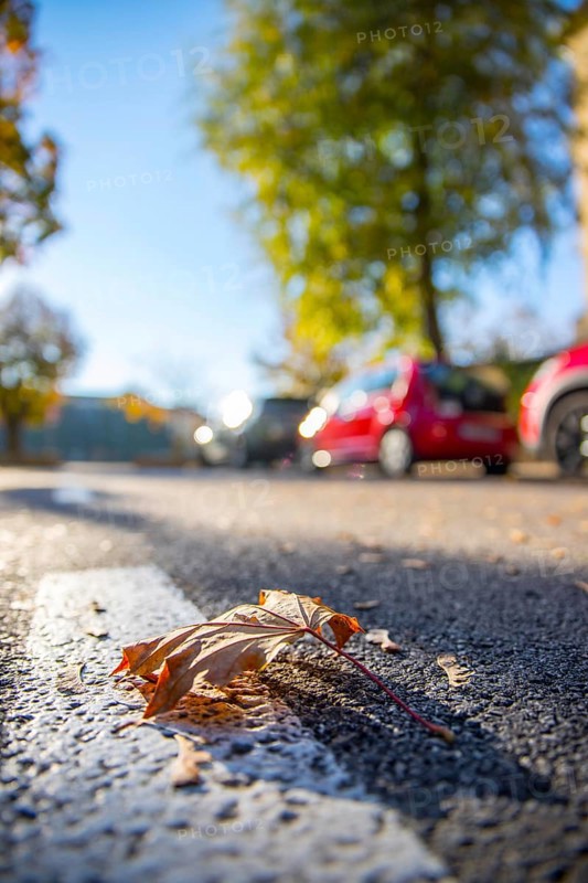 Leaf on the street, autumn, copy space