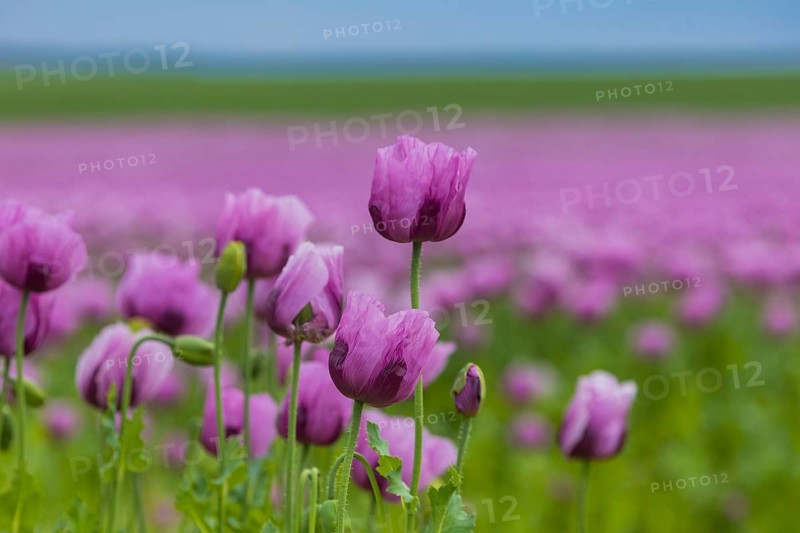 Poppy cultivation in Saxony