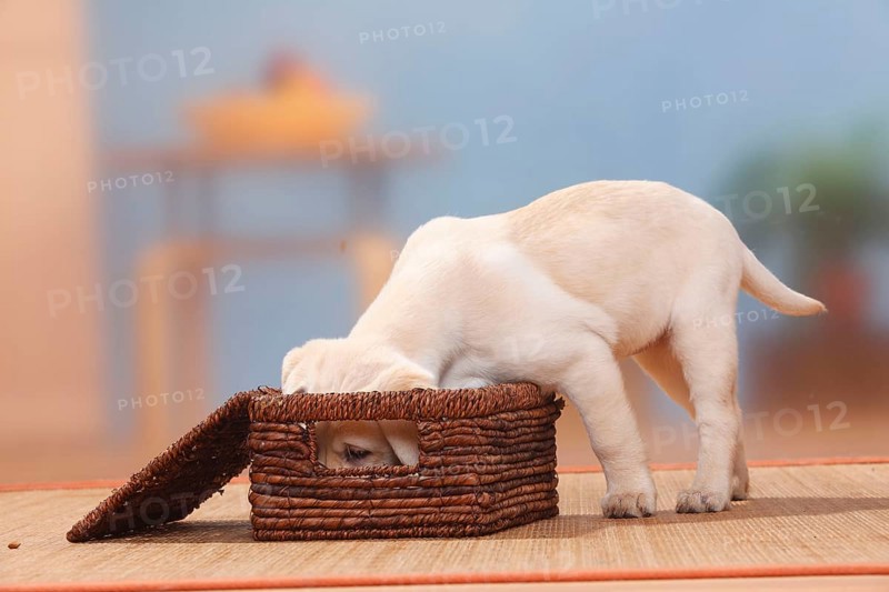 Labrador Retriever, puppy, 9 weeks, sniffing in the box