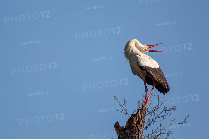 A white stork (Ciconia ciconia) rattles on a dead tree trunk in spring in the Mönchbruch nature reserve near Frankfurt, Germany. White stork sitting on a dead tree trunk and chattering in the Mönchbruch nature reserve near Frankfurt, Germany, Europe