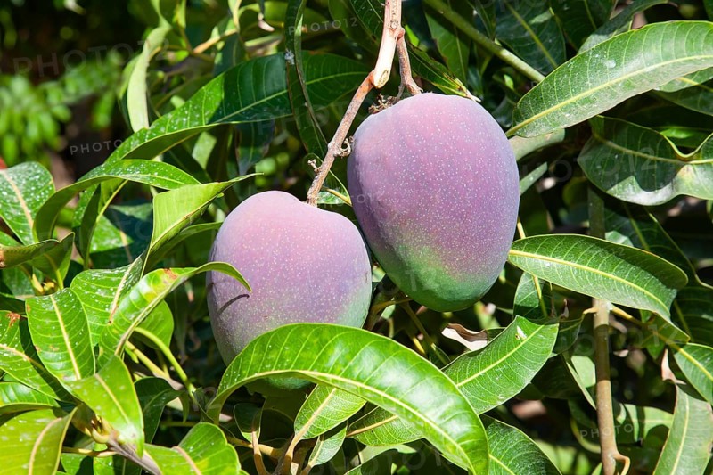 Mango tree in the wine and fruit growing area of Fajã dos Padres, Madeira, Portugal, Europe