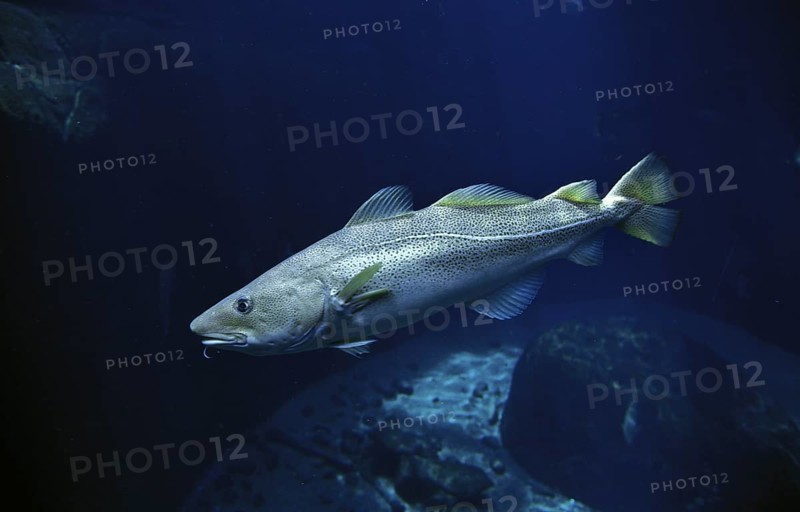 ATLANTIC COD (gadus morhua)