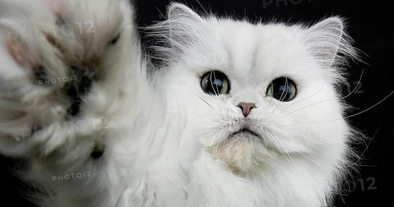 Chinchilla Persian Domestic Cat, Portrait of Adult with Green Eyes