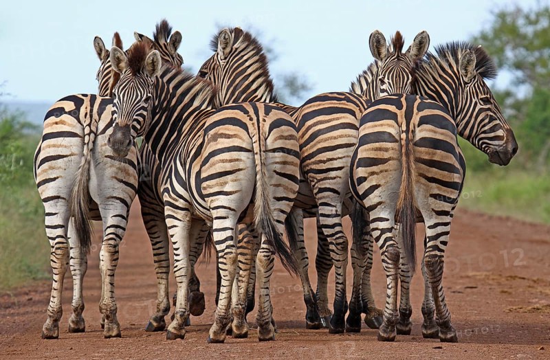 Zebras, plains zebras, S