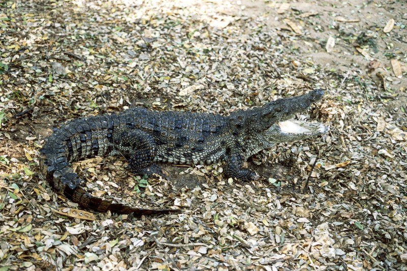Siamese crocodile (Crocodylus siamensis) Critically endangered, captive, The Madras Crocodile Bank Trust and Centre for Herpetology near Chennai, Tamil Nadu, South India, India, Asia