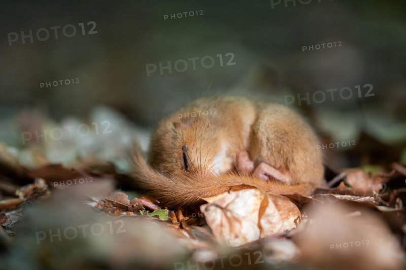 Hazel dormouse (Muscardinus avellanarius), sleeping, Stolberg, North Rhine-Westphalia, Germany, Europe