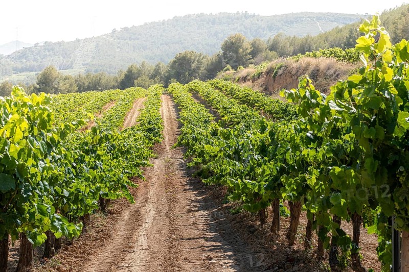 Vineyard in the Penedes designation of origin area for the production of Cava in the province of Barcelona in Catalonia in Spain