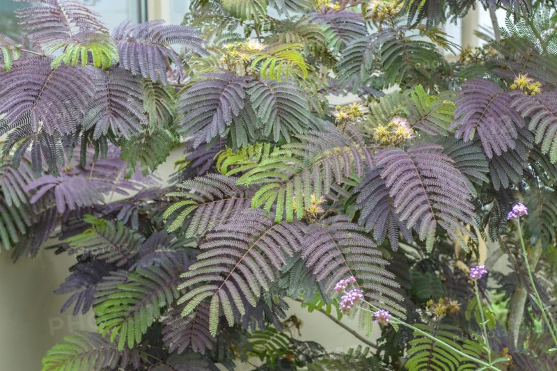 Silk acacia (Albizia julibrissin 'Summer Chocolate'), Ludwigshafen Cemetery, Ludwigshafen, Rhineland-Palatinate, Germany, Europe