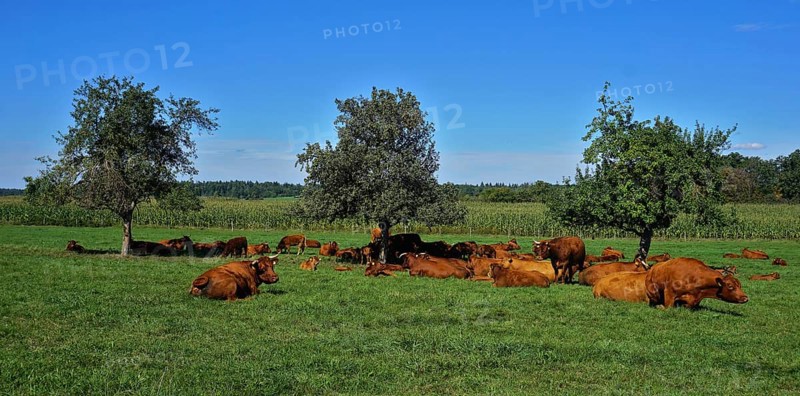 Herd of cows in the pasture, lying and chewing the cud, Herd of cows in the pasture, lying and chewing the cud