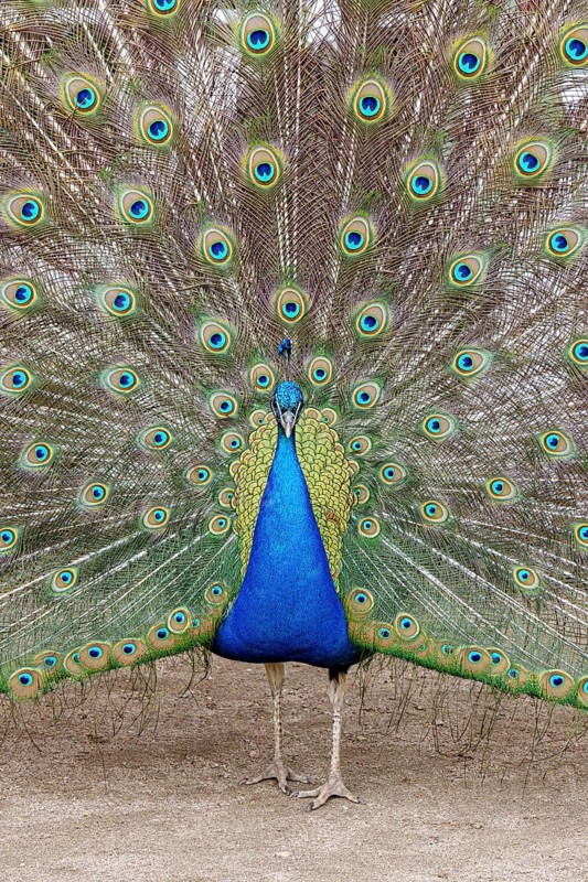 Peacock, male, Pavo Scalloped ribbonfish, mating, Oranienbaum, Wörlitz, Saxony-Anhalt, Germany, Europe