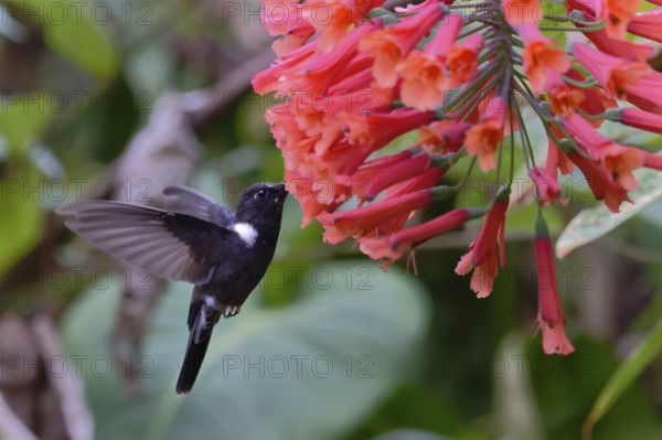 A black hummingbird feeds on a cluster of vibrant red flowers among green leaves in a natural setting. Endemic species, Classified as vulnerable, Black Inca, (Coeligena prunellei), Tena, Cundinamarca, Colombia, South America