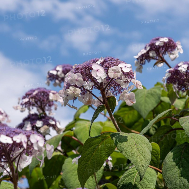 Velvet hydrangea (Hydrangea aspera 'Macrophylla'), Cambridge Botanical Garden, Germany, Europe