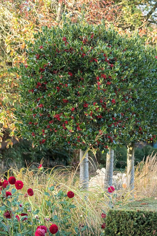 Holly (Ilex aquifolium 'Alaska'), Moon Gate