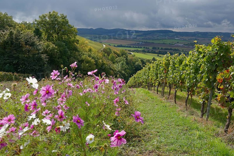 Flowering strips in the vineyard, Cosmea, Neuenstein, Öhringen, Hohenlohe, Swabian-Franconian Forest nature park Park, Heilbronn-Franconia, Baden-Württemberg, Germany, Europe