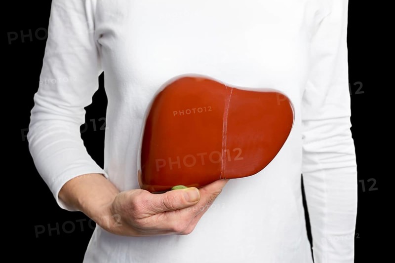 Woman holding model human liver at white body isolated on black background