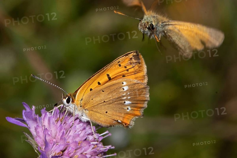 Scarce Copper female butterfly with closed wings sitting on violet flower sucking left looking and fathead butterfly with open wings flying left looking