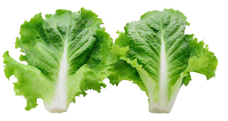 Two crisp romaine lettuce leaves arranged symmetrically, isolated on a white background