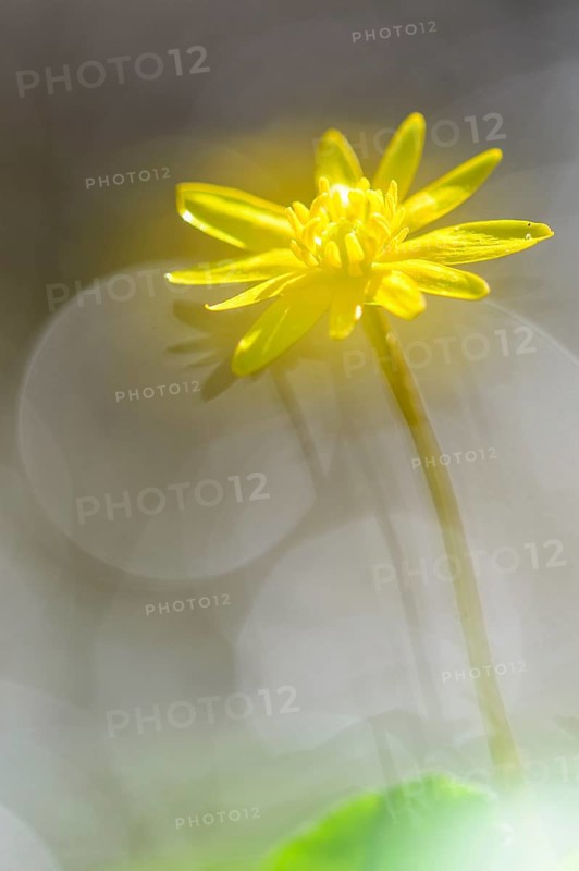 Spring Lesser Celandine