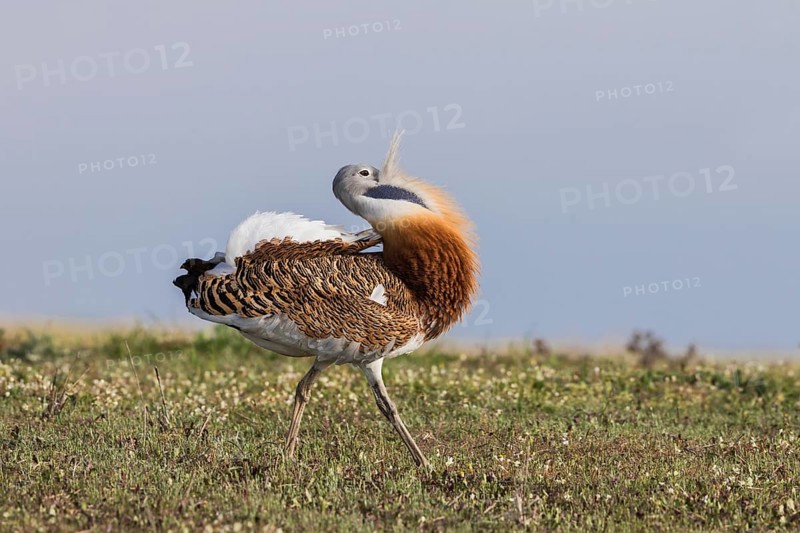 Great bustard (Otis tarda) m, Spain, Europe