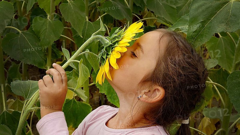 A young girl smelling a sunflower (Helianthus) amidst green leaves, highlighting a moment of innocence and connection with nature