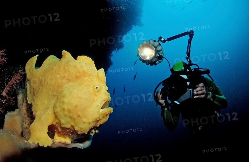 Giant frogfish and diver, Antennarius commersonii, Indonesia, Wakatobi Dive Resort, Sulawesi, Indian Ocean, Banda Sea, Asia
