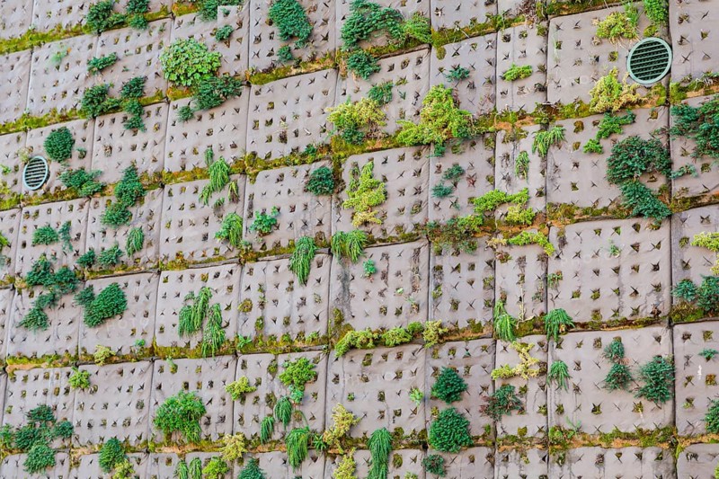 Façade planting