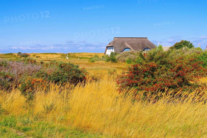 Hiddensee Haus in den Dünen, the island Hiddensee, house in the dunes, Germany, Europe