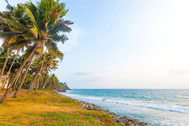 Palm trees line a grassy coastline area along the ocean during a pleasant late afternoon at Varkala, Kerala, India. Horizontal
