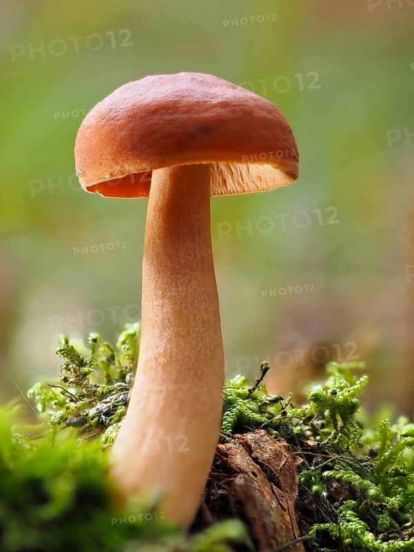 Mushroom Lactarius rufus (Lactarius rufus), blurred background, North Rhine-Westphalia, Germany, Europe