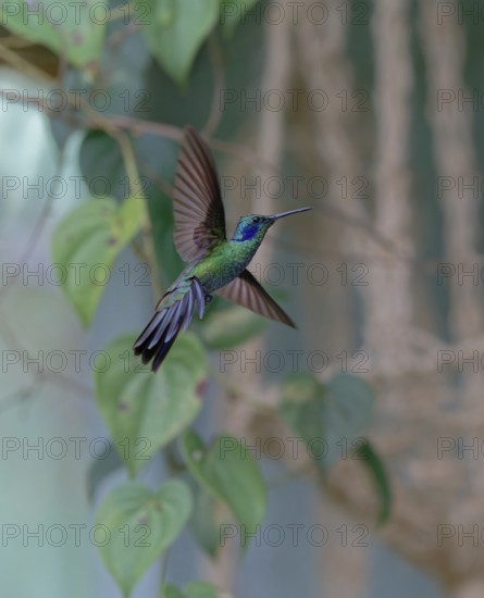 A hovering hummingbird with green feathers in front of a blurred greenery backdrop. Lesser violetear, (Colibri cyanotus), La Calera, Cundinamarca, Colombia, South America