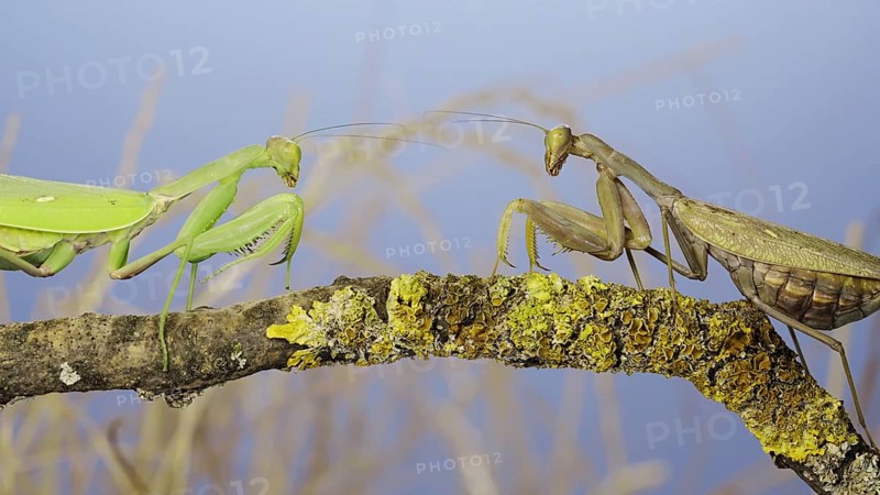 Slow motion, Two large female praying mantis meet on the same tree branch. Conflict of Transcaucasian tree mantis (Hierodula transcaucasica)