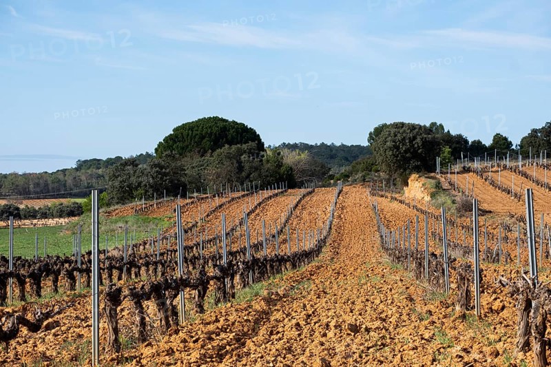 Landscape with vineyards in spring in the designation of origin area of Ribera del Duero wines in Spain