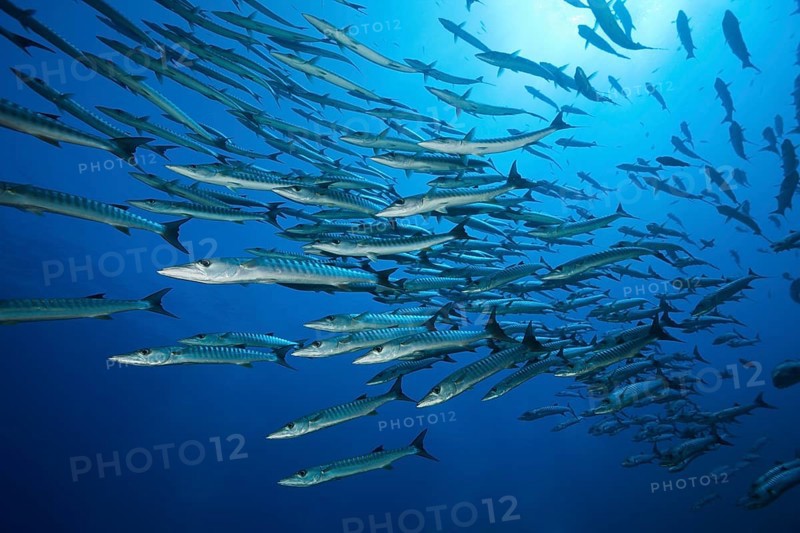 Shoal of darkfin barracudas, Sphyräna qenie, Red Sea, Ras Mohammed, Egypt, Africa