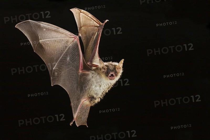 Greater mouse-eared bat (Myotis myotis), exempt, Germany, Europe