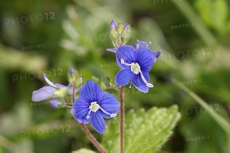 Gamander Speedwell