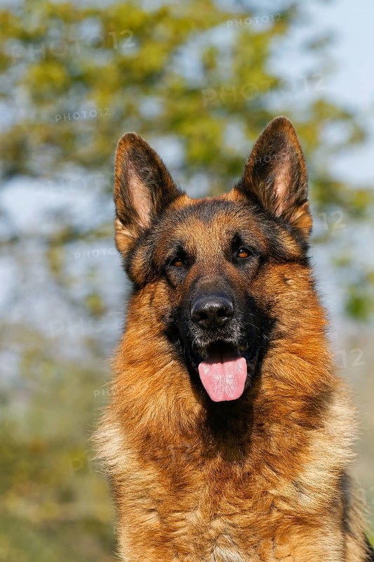 German Shepherd Dog, Portrait of Adult