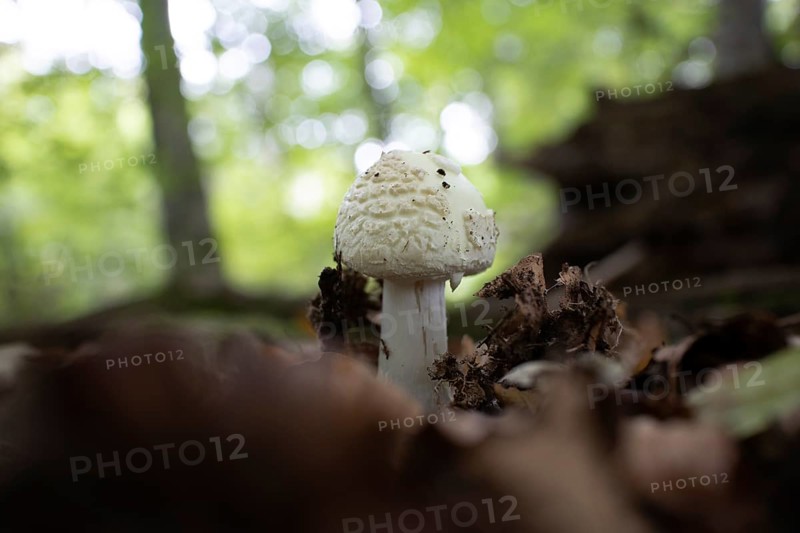 Yellow amanita