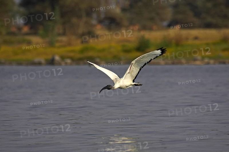 Sacred ibis, threskiornis aethiopica, adult in flight, Masai Mara Park in Kenya