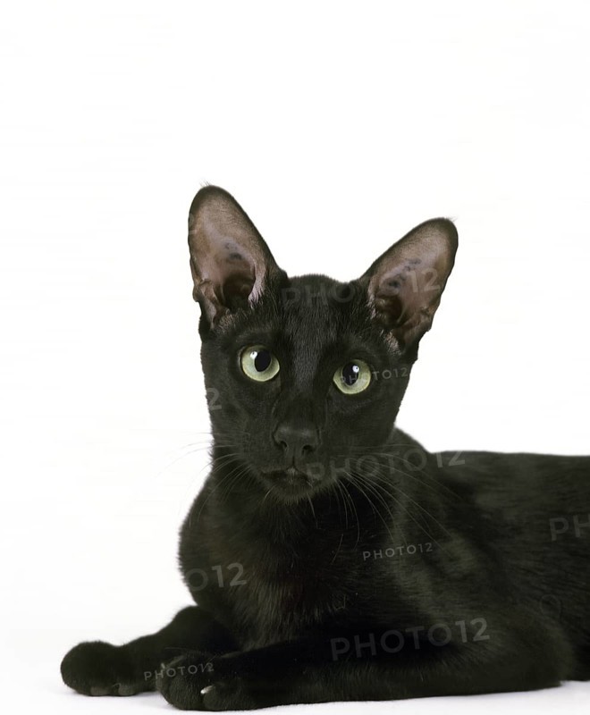 Ebony oriental cat against white background