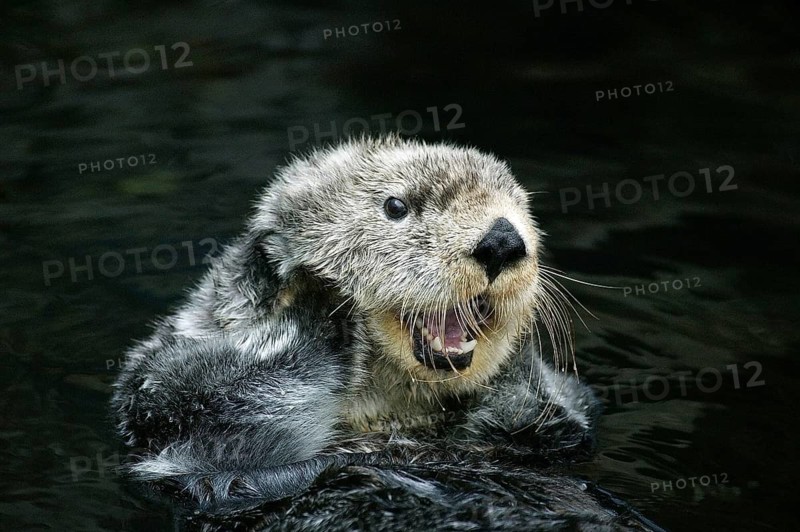 Sea otter (enhydra lutris), adult care, California, USA, North America