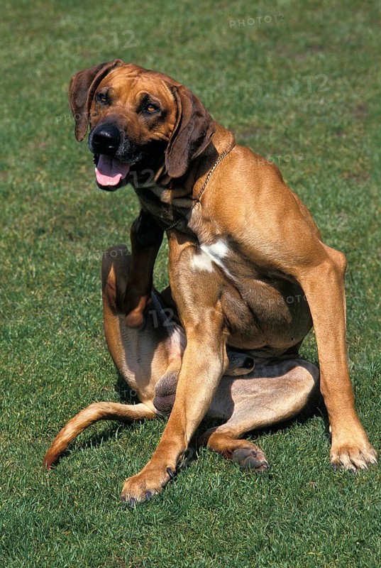 Dog Scratching its Neck