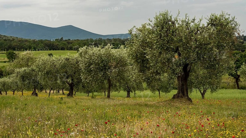 Old olive trees in an olive plantation, Veneto, Italy, Europe