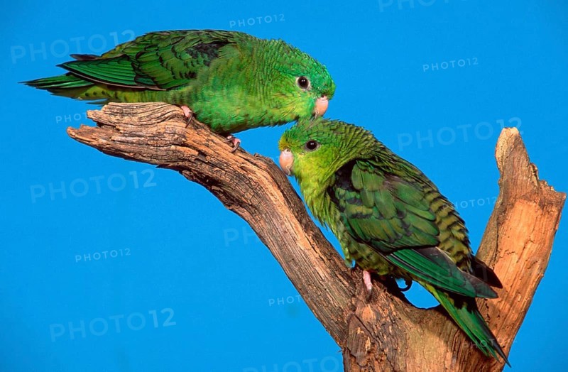 Lineolated (Bolborhynchus lineola) Parakeets, pair