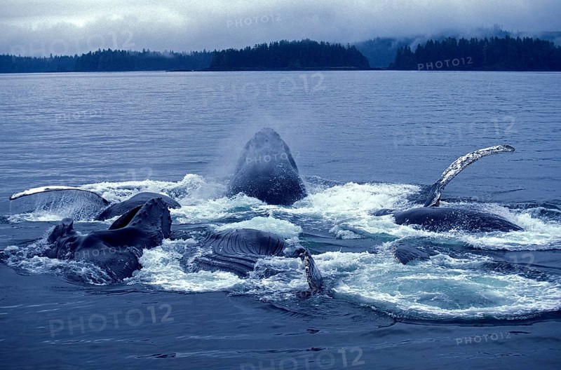 Humpback whale (megaptera novaeangliae), group bubble net feeding, open mouth to catch krill, Alaska