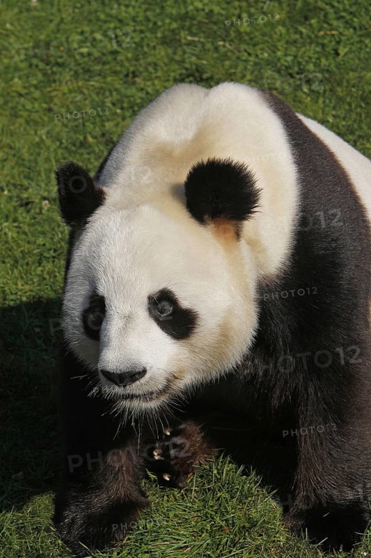Giant Panda (ailuropoda melanoleuca), Adult sitting